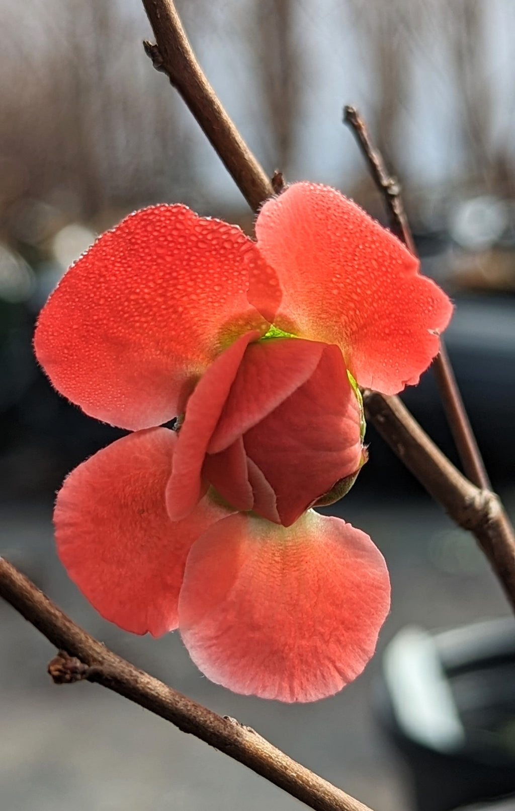 Flowering Quince 'Red Dragons Blood'