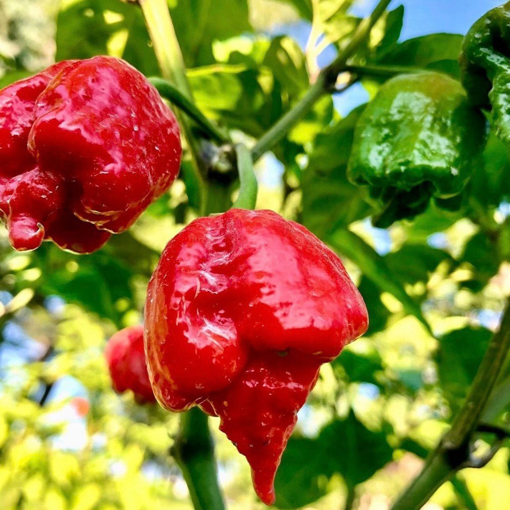 Dragon's Breath Chili Pepper Seeds