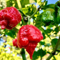Dragon's Breath Chili Pepper Seeds