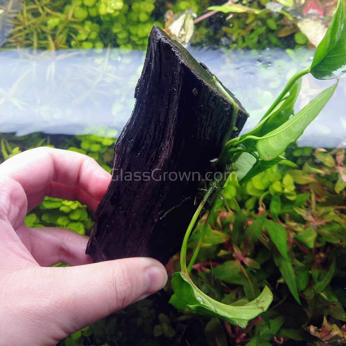 Driftwood Anubias