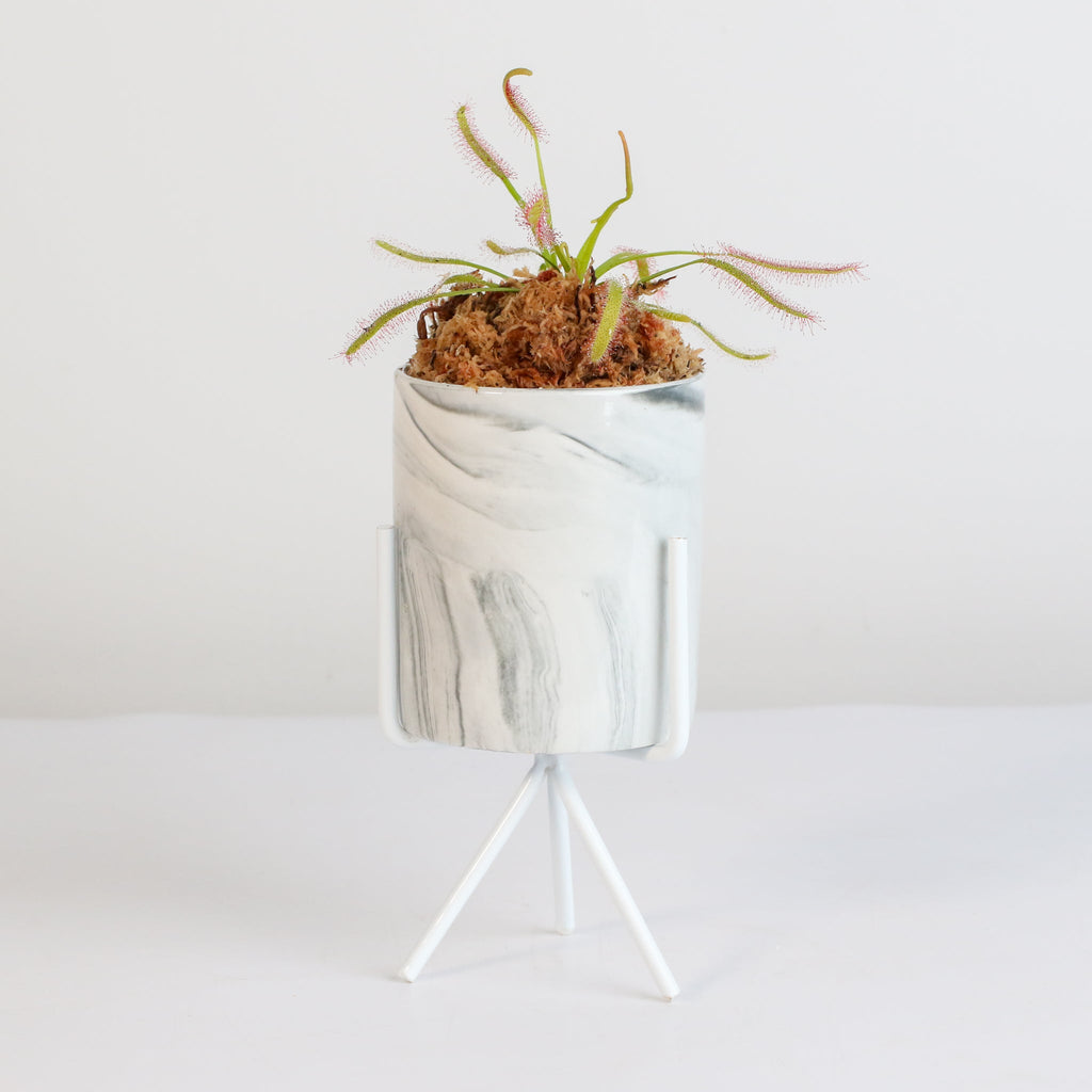 Cape Sundew Drosera