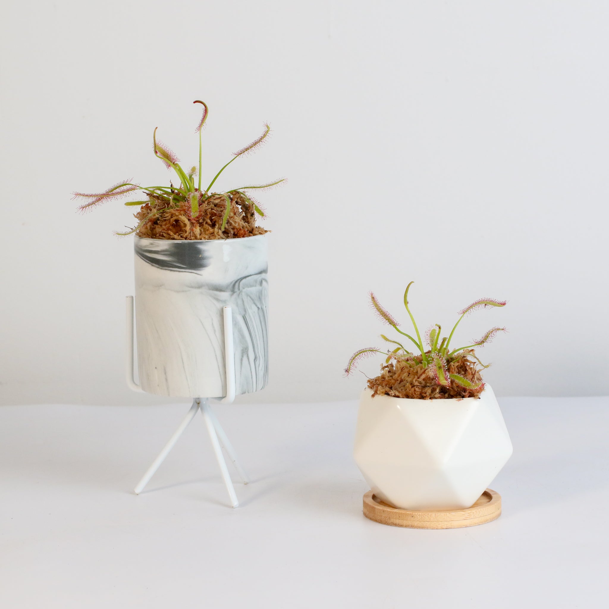 Cape Sundew Drosera