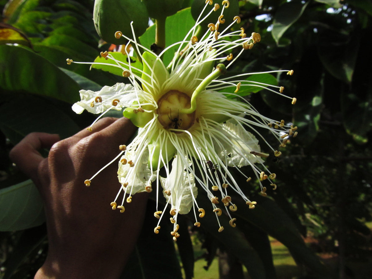 Duabanga Grandiflora Edible Shade Tree 100+ Seeds, Rare Tropical Large Flowers