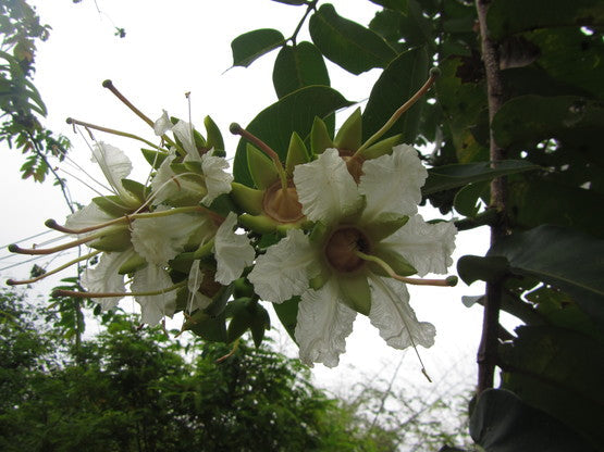 Duabanga Grandiflora Edible Shade Tree 100+ Seeds, Rare Tropical Large Flowers