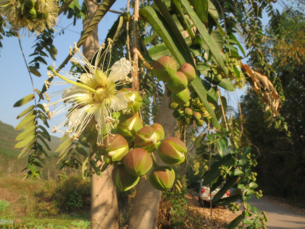 Duabanga Grandiflora Edible Shade Tree 100+ Seeds, Rare Tropical Large Flowers