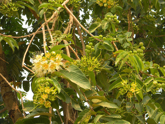 Duabanga Grandiflora Edible Shade Tree 100+ Seeds, Rare Tropical Large Flowers