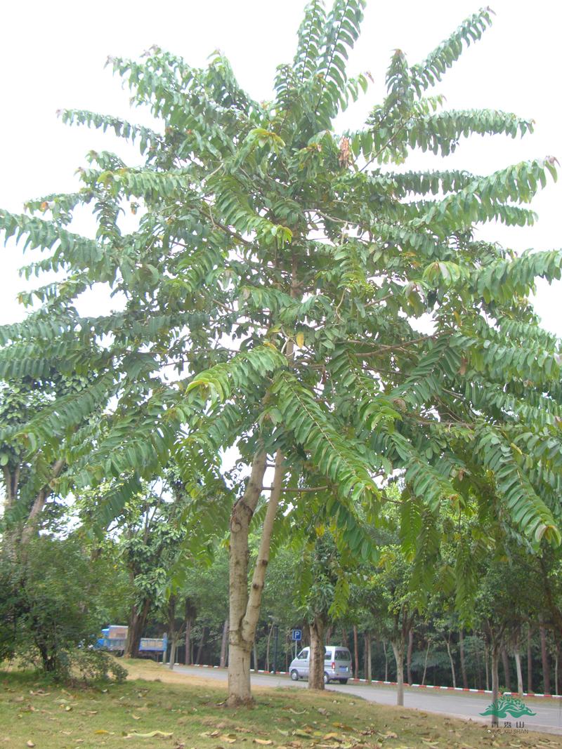 Duabanga Grandiflora Edible Shade Tree 100+ Seeds, Rare Tropical Large Flowers