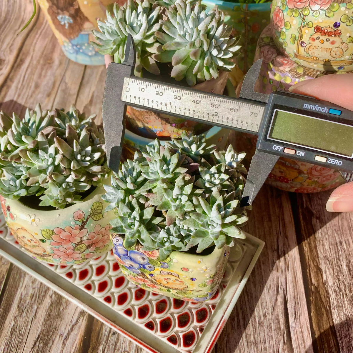 Dudleya gnoma S.W.McCabe