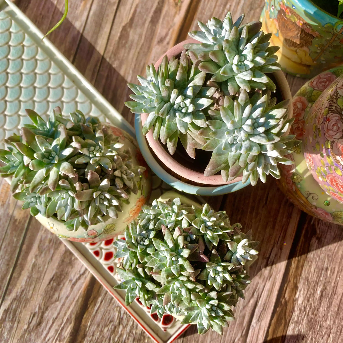 Dudleya gnoma S.W.McCabe