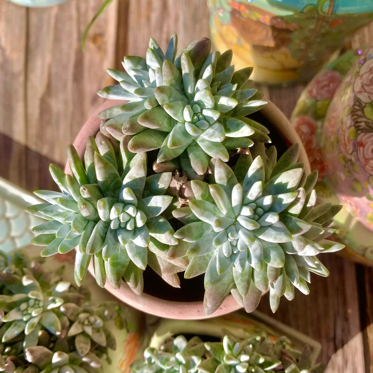 Dudleya gnoma S.W.McCabe