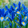 Dutch Iris Sapphire Beauty