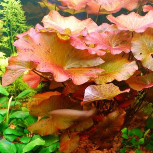 Dwarf Aquarium Lily Bulb
