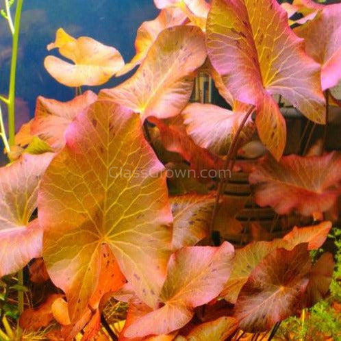 Dwarf Aquarium Lily Bulb