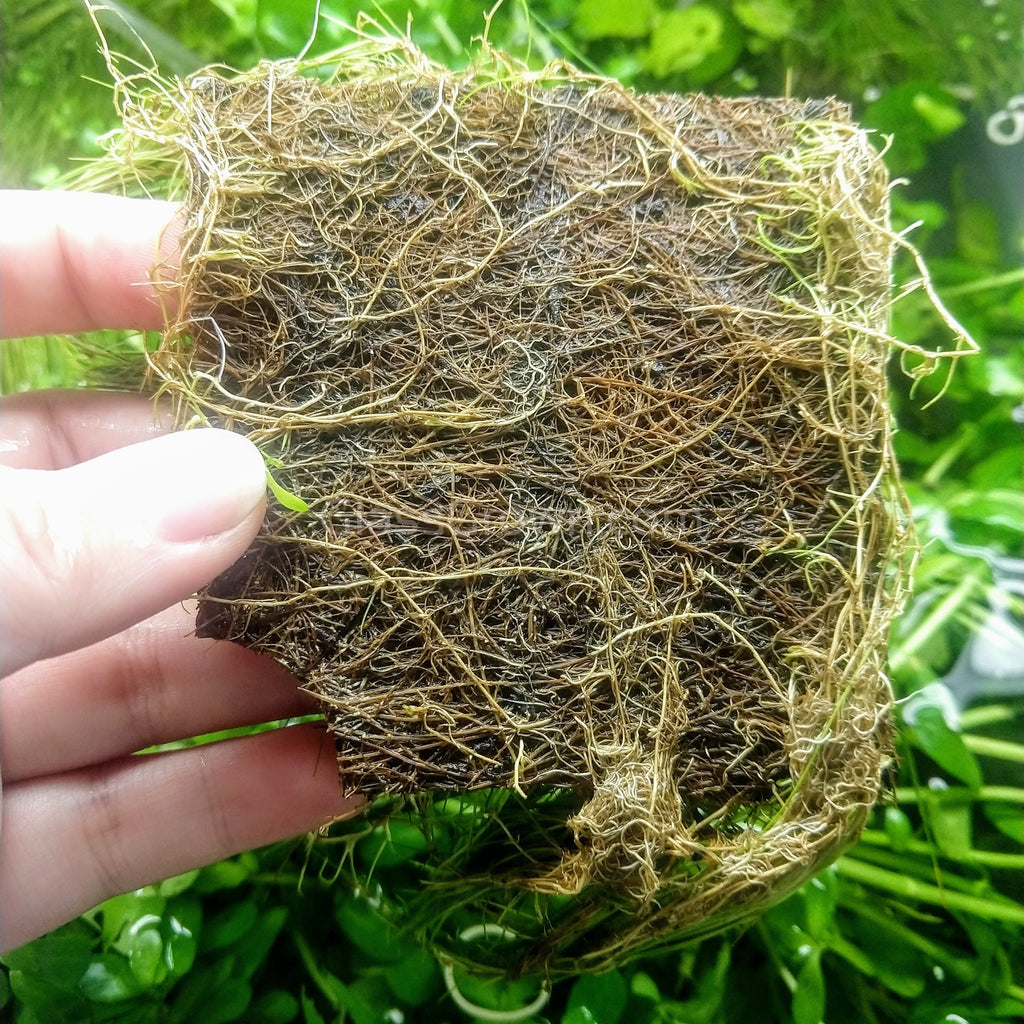 Dwarf Hairgrass (Eleocharis parvula)