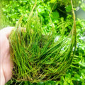 Dwarf Hairgrass (Eleocharis parvula)