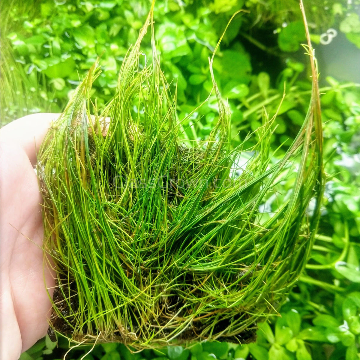 Dwarf Hairgrass (Eleocharis parvula)