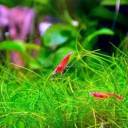 Dwarf Hairgrass (Eleocharis parvula)