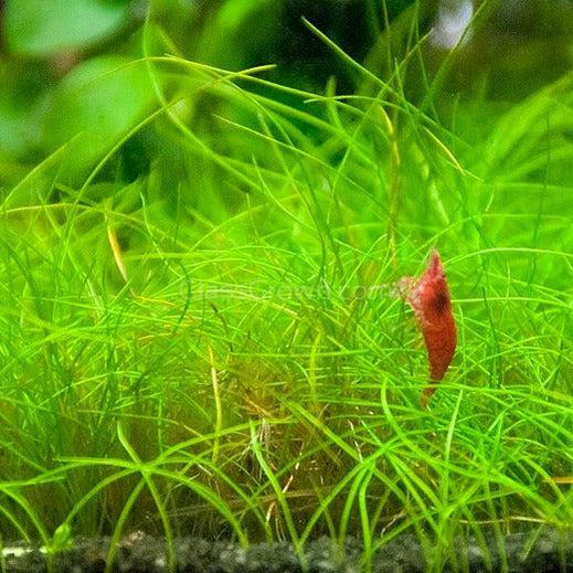 Dwarf Hairgrass (Eleocharis parvula)