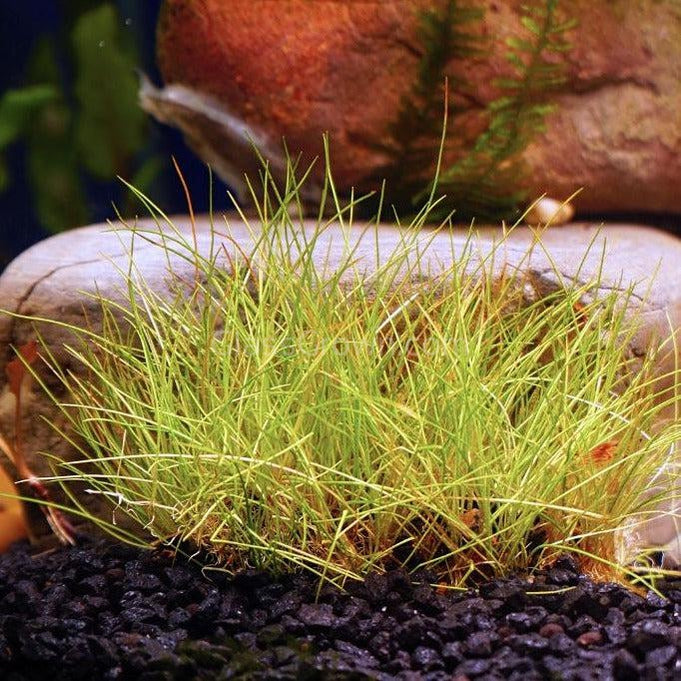 Dwarf Hairgrass (Eleocharis parvula)