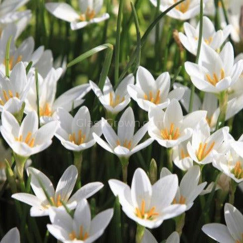 Dwarf Water Onion Bulb (3 pack)