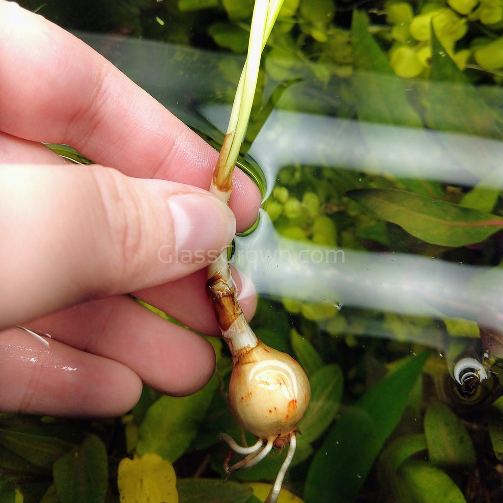 Dwarf Water Onion Bulb (3 pack)