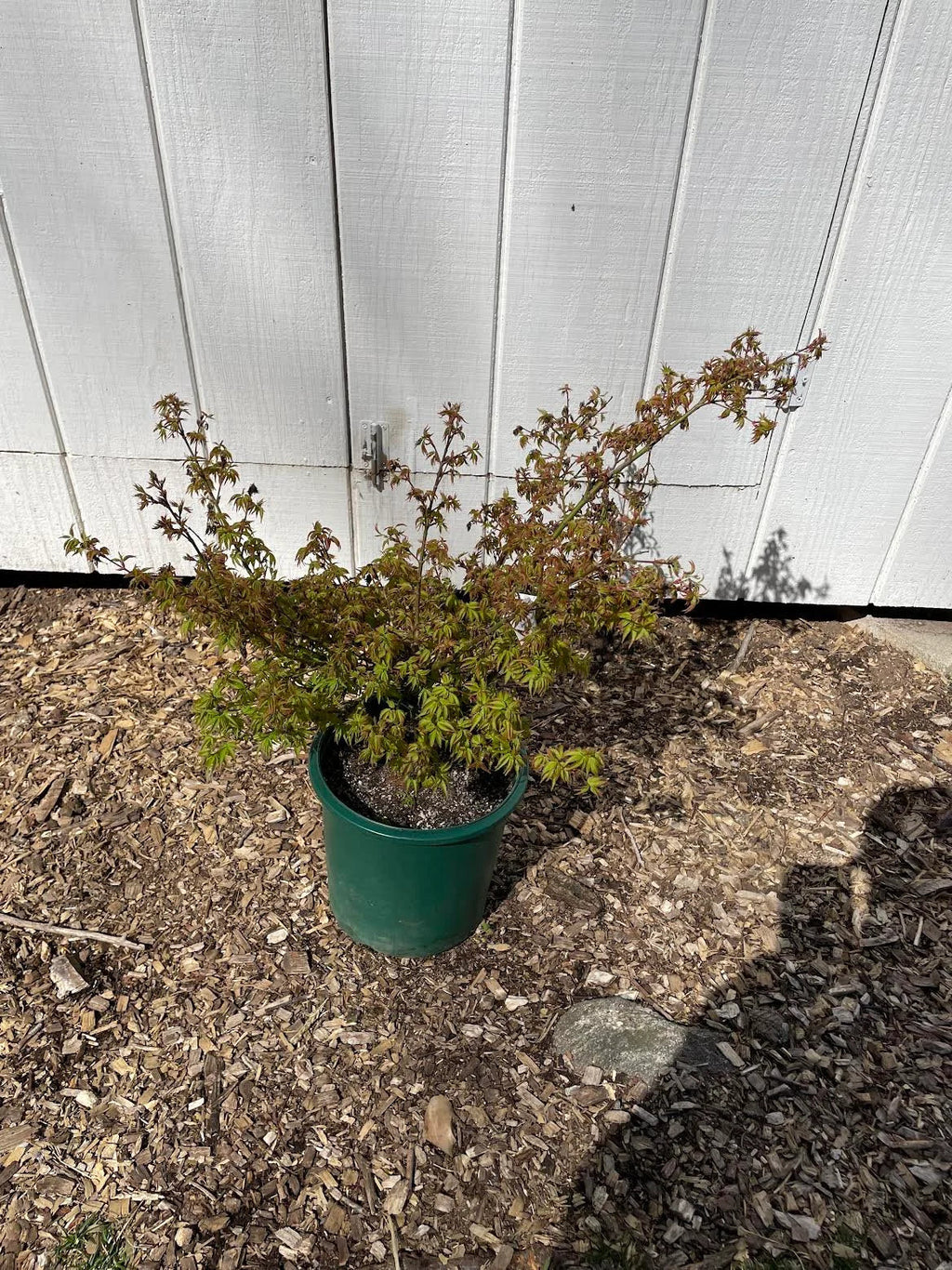 Acer Palmatum 'Kiyohime Yatsubusa' Dwarf