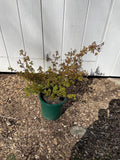 Acer Palmatum 'Kiyohime Yatsubusa' Dwarf