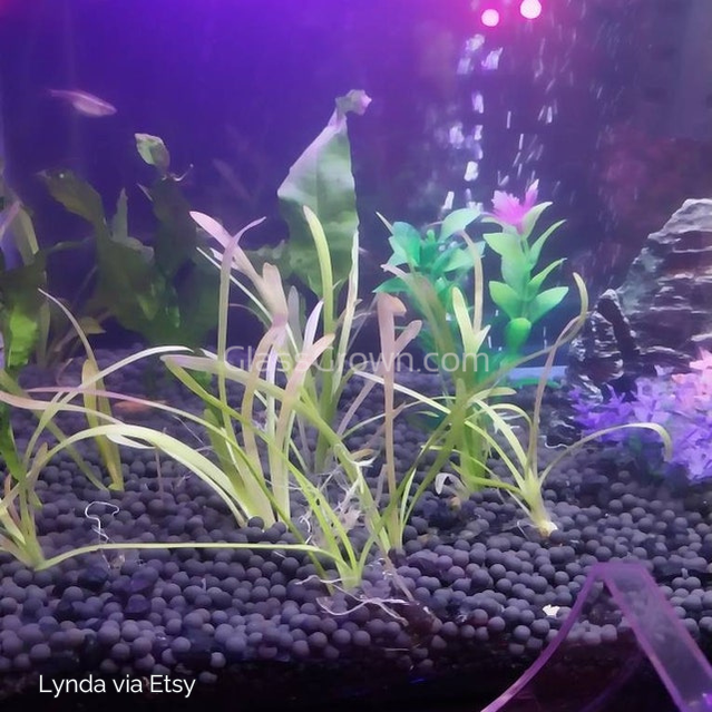 Dwarf Sagittaria Subulata