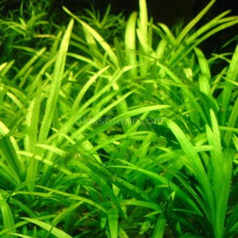 Dwarf Sagittaria Subulata