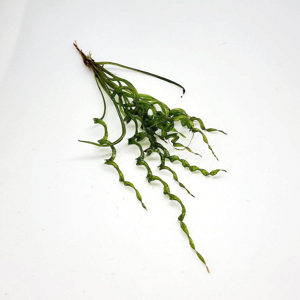Corkscrew Vesuvius Sword (Helanthium augustifolia 'Vesuvius')