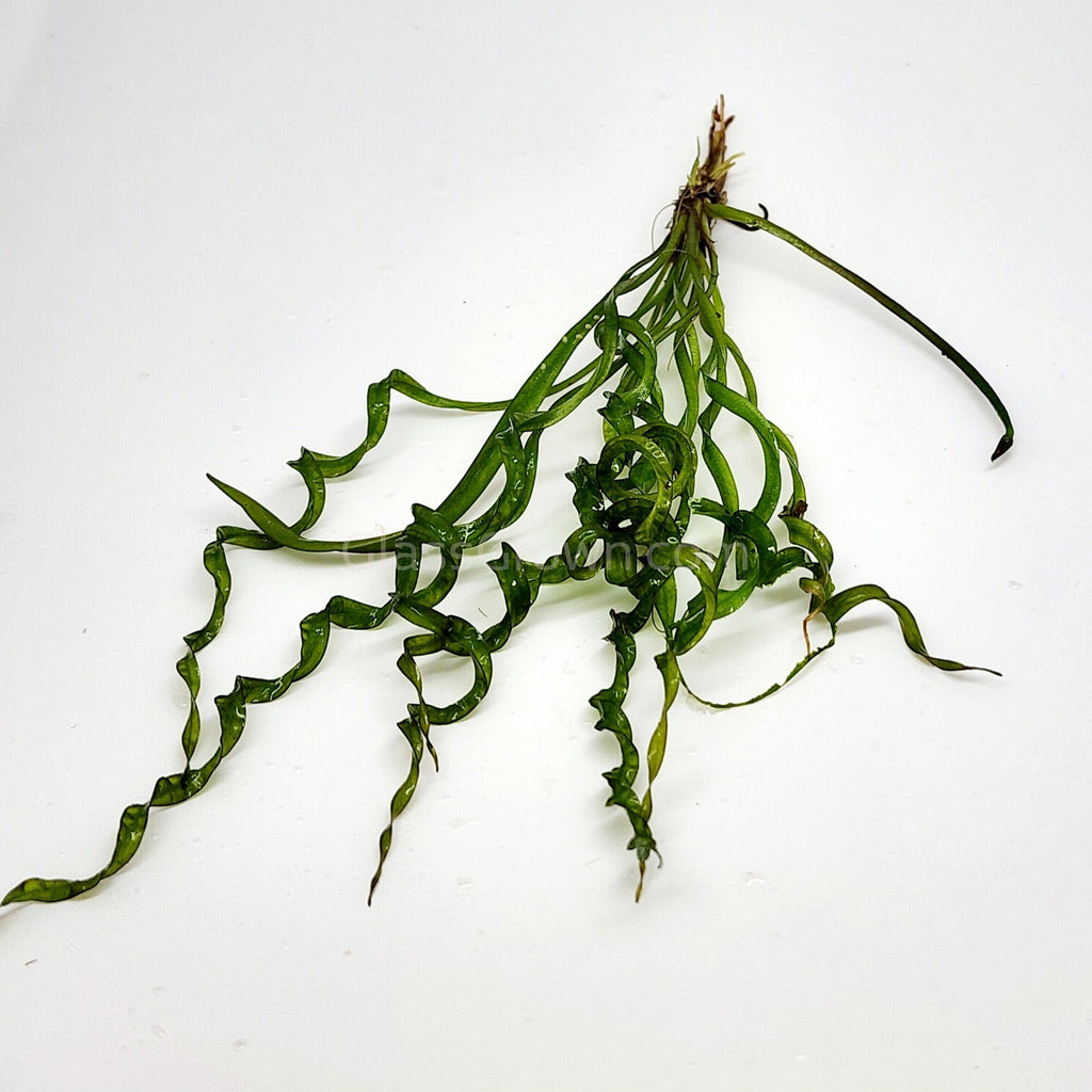 Corkscrew Vesuvius Sword (Helanthium augustifolia 'Vesuvius')