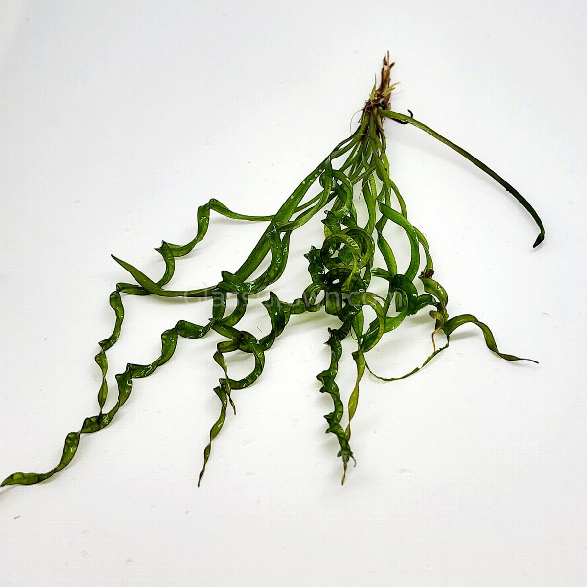 Corkscrew Vesuvius Sword (Helanthium augustifolia 'Vesuvius')