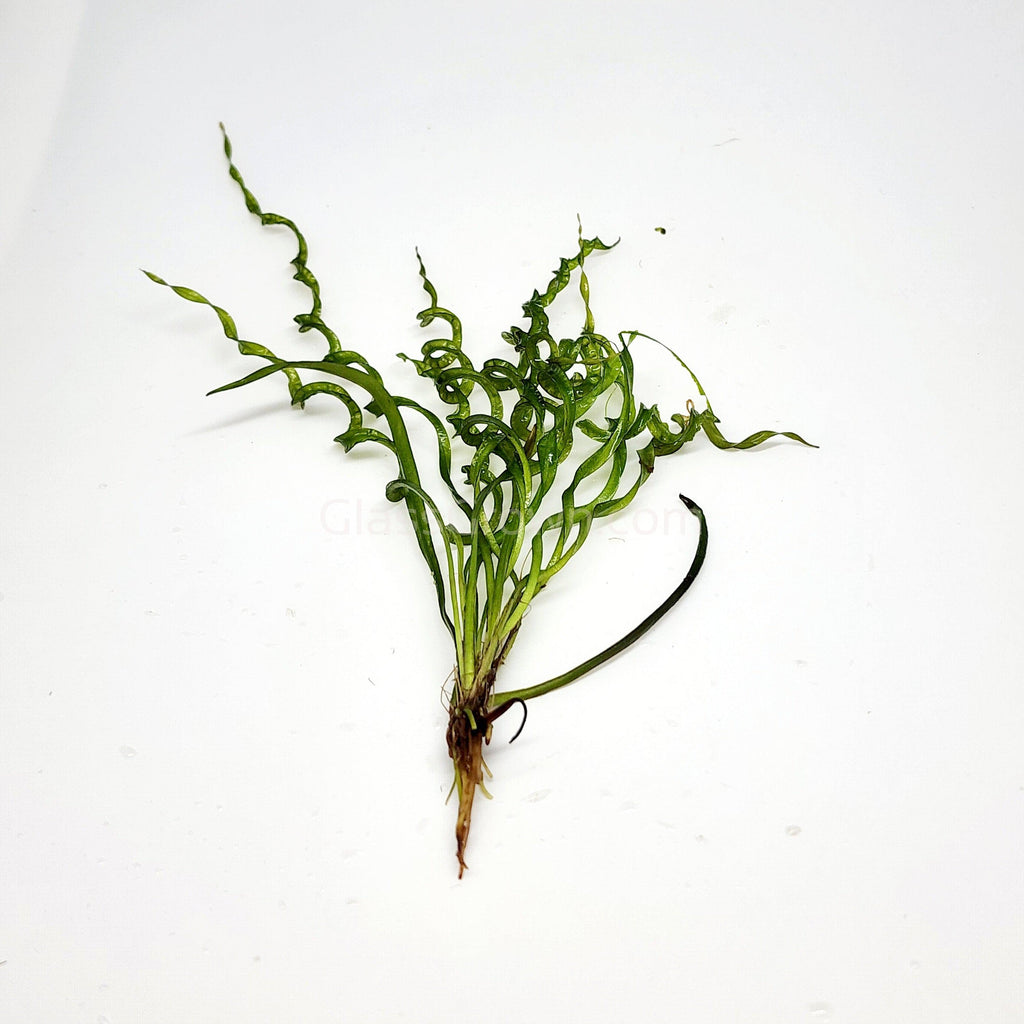 Corkscrew Vesuvius Sword (Helanthium augustifolia 'Vesuvius')