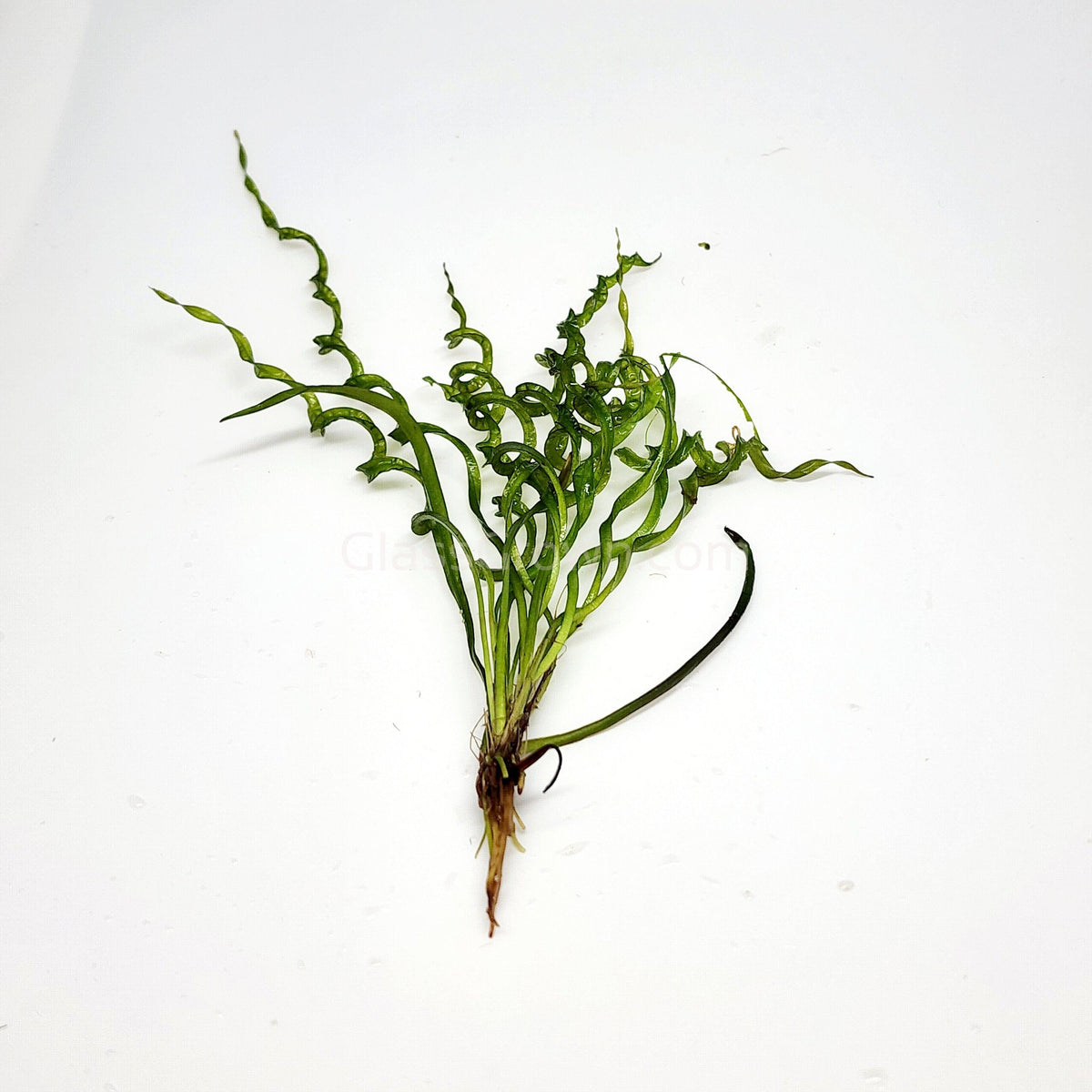 Corkscrew Vesuvius Sword (Helanthium augustifolia 'Vesuvius')