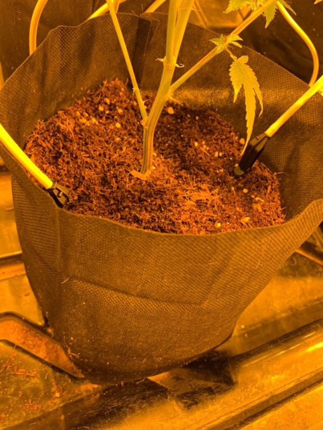 GroEzy™ - 1.5 Gallon Expandable Pot