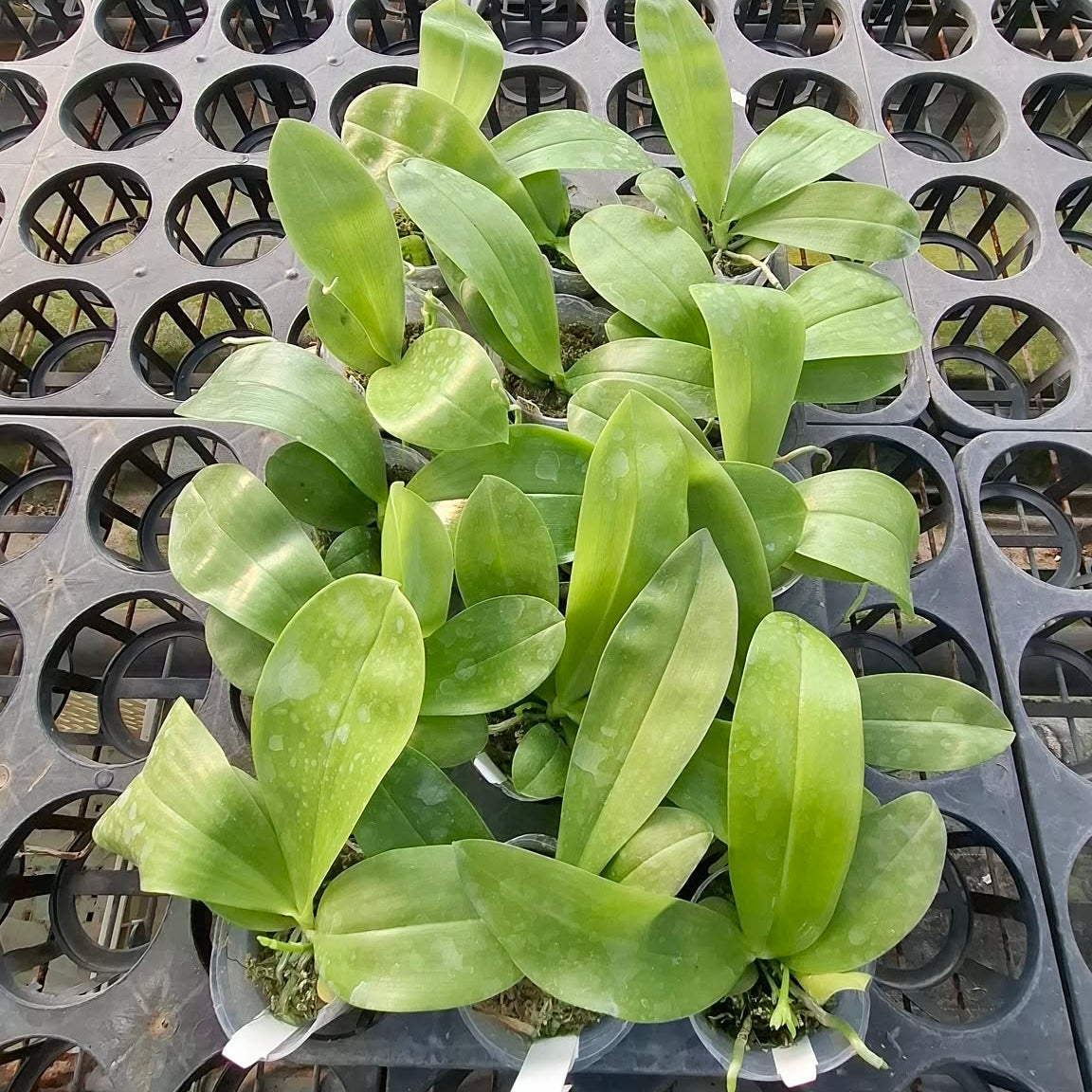Phalaenopsis Freya’s Blue Danube