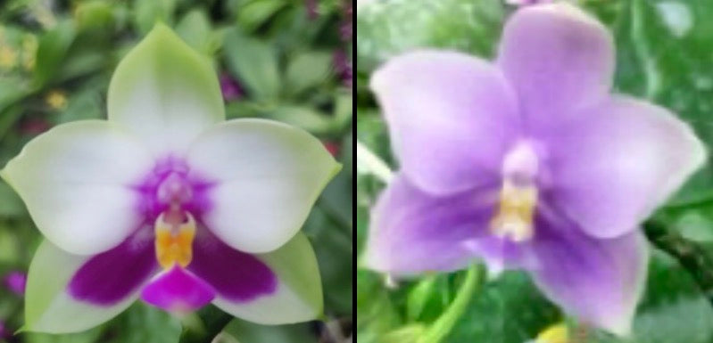 Phalaenopsis ((bellina x Chienlung Happy Queen) X YangYang Pink Mary) ‘3 spikes’ x (Penang Jewel X (Yaphon Super Jaguar x Samera)) ‘BK’