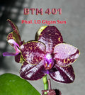 Phalaenopsis LD Gigan Sun