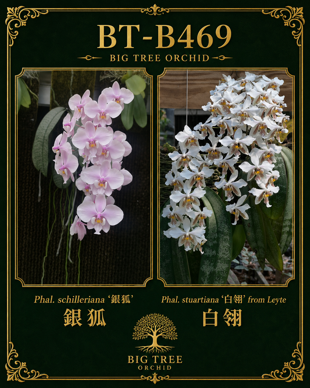 Phalaenopsis (schilleriana ‘银狐’ x stuartiana ‘白翎’)