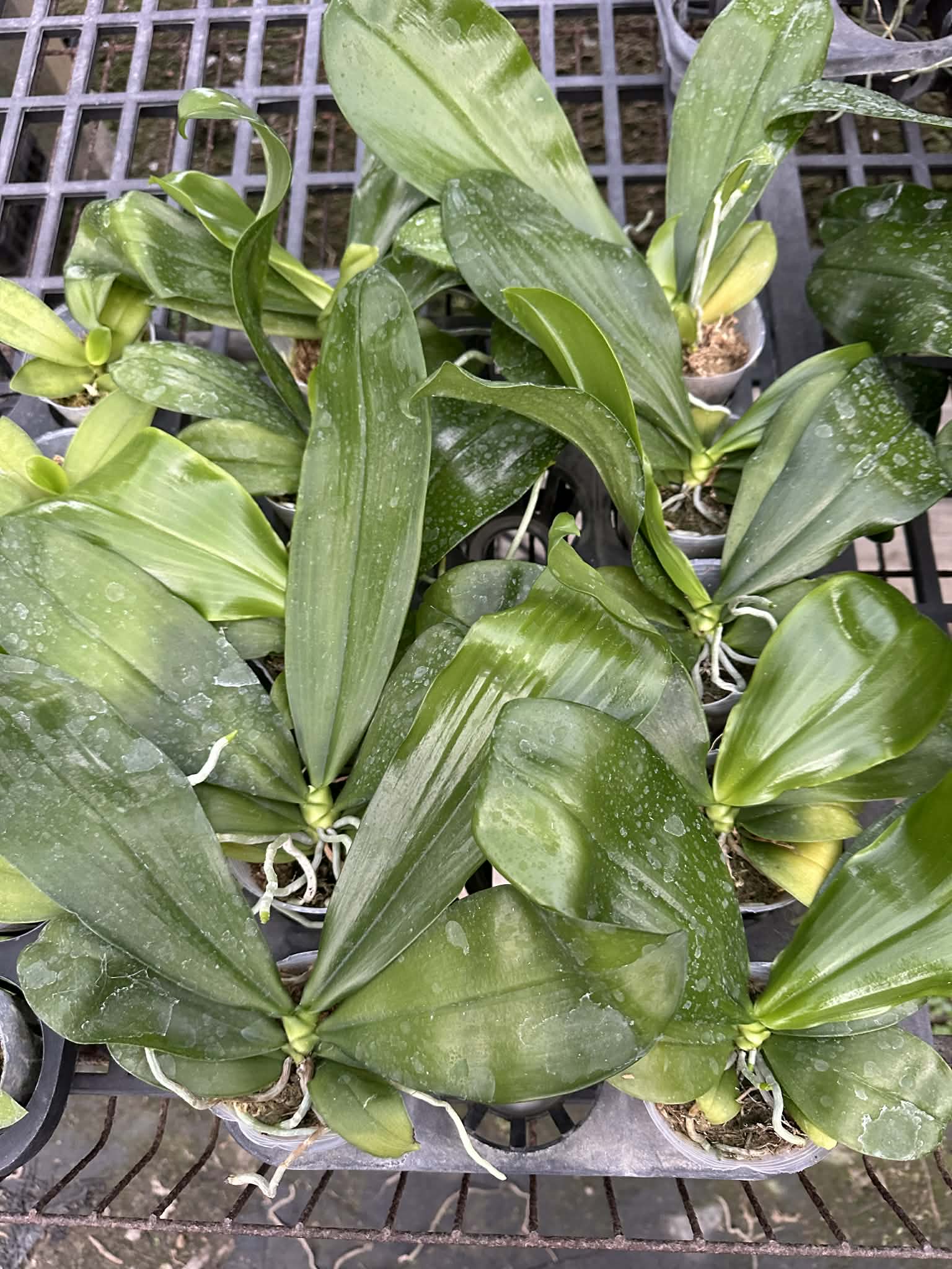 Phalaenopsis sumatrana