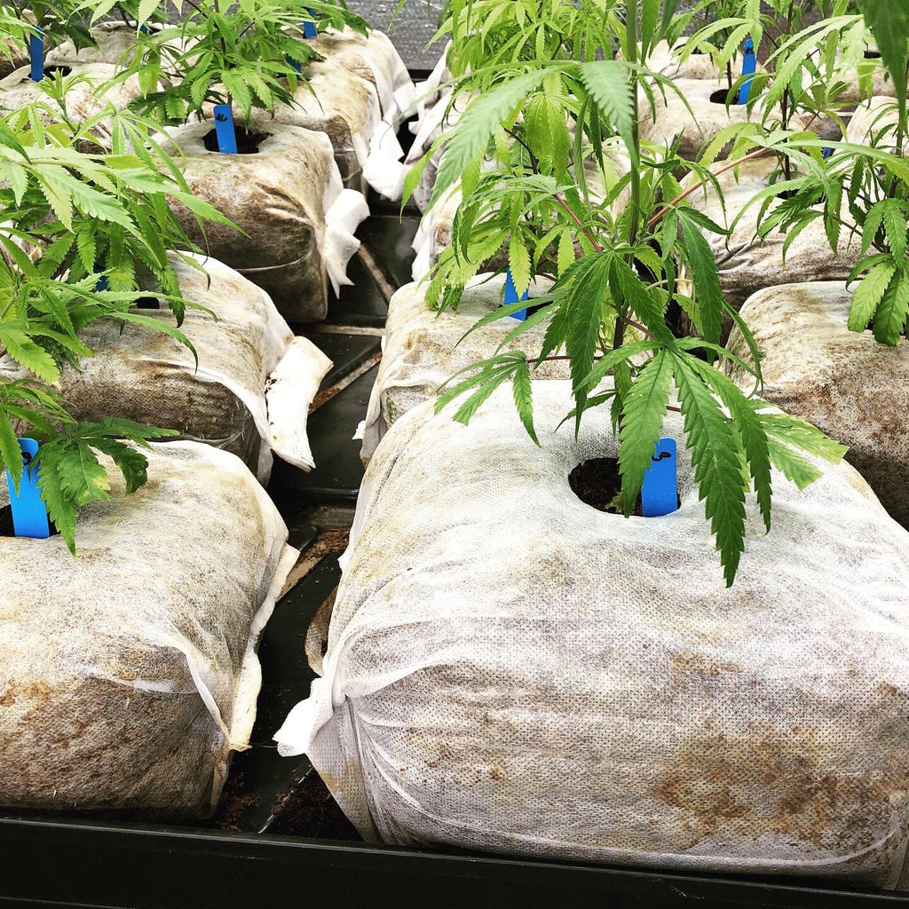 GroEzy™ - 8" Coco Grow Cube