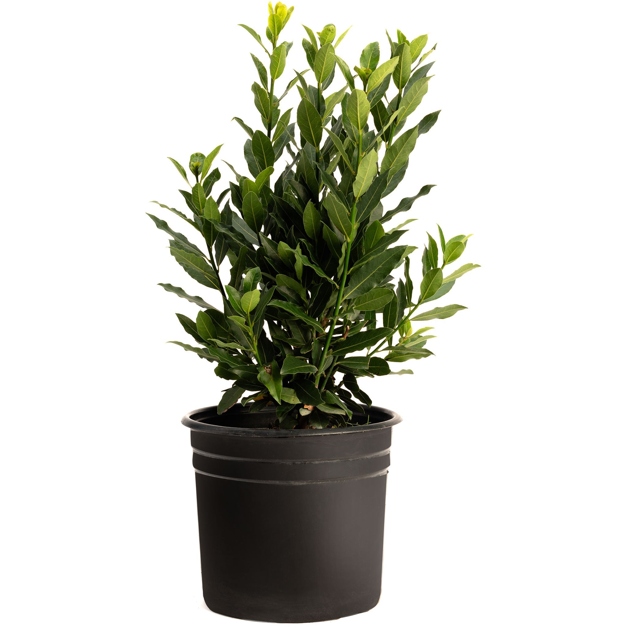 Bay Laurel