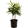 Japanese Loquat