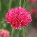 Bachelor's Buttons Red