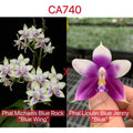 Phalaenopsis (Michaels Blue Rock x Lioulin Blue Jenny)