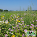 Native Prairie Seed Mix