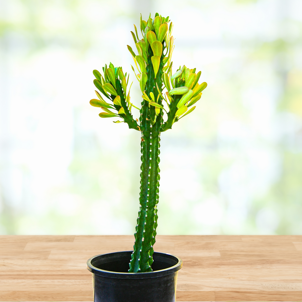 Euphorbia Royaleana