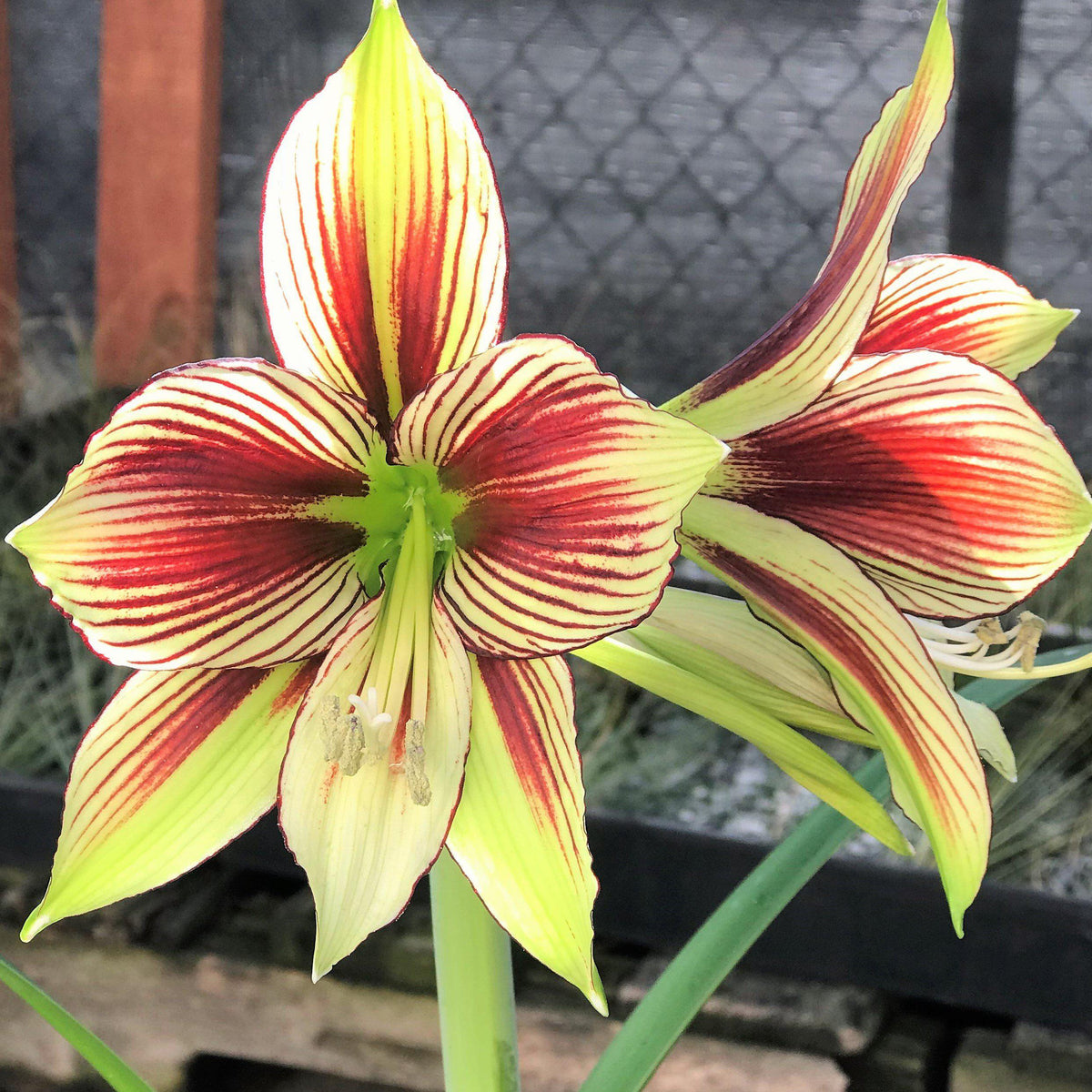 Amaryllis - Papillio Butterfly