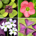 Oxalis - Double Luck Collection