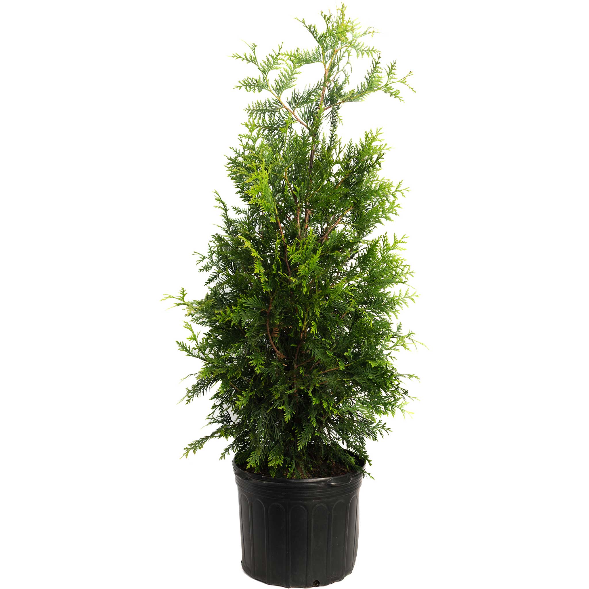Thuja Green Giant